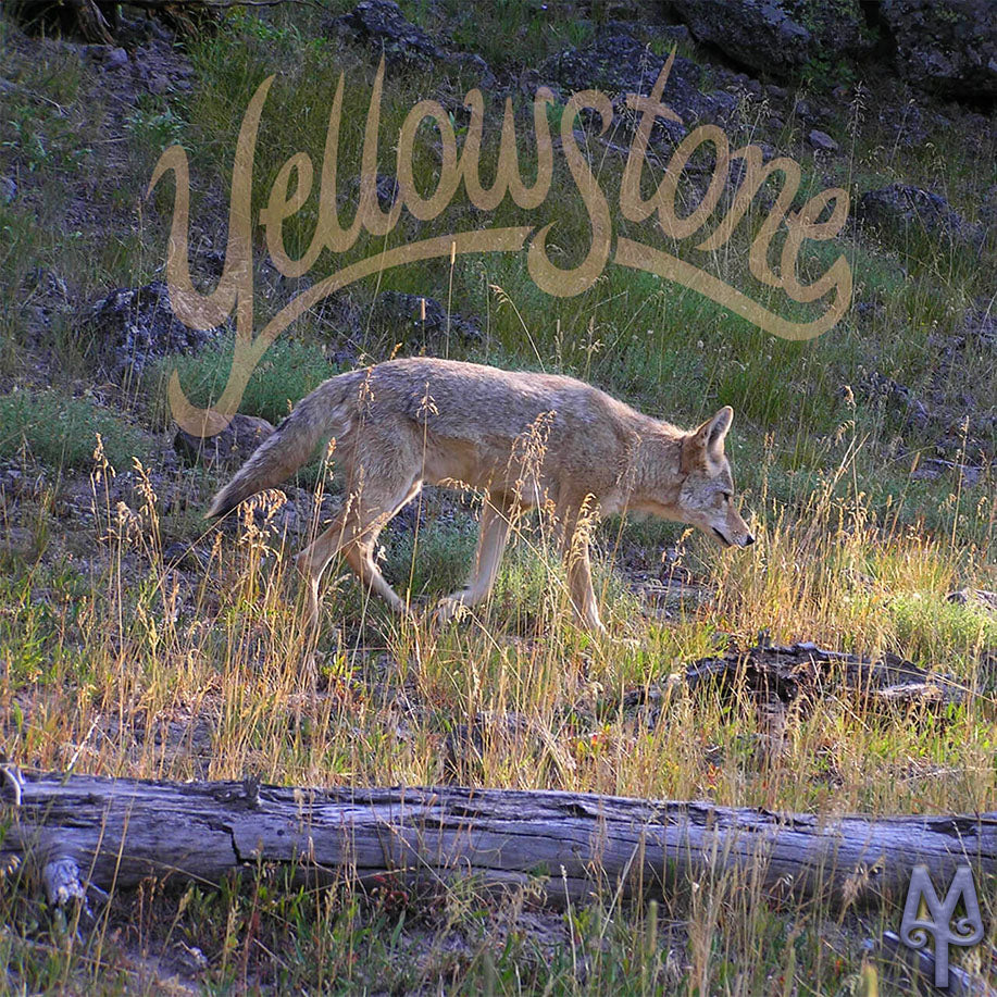 Springtime in Yellowstone