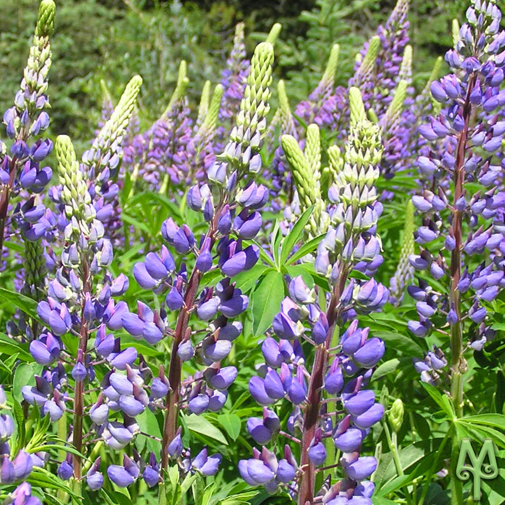 Wild Wild Flowers Season