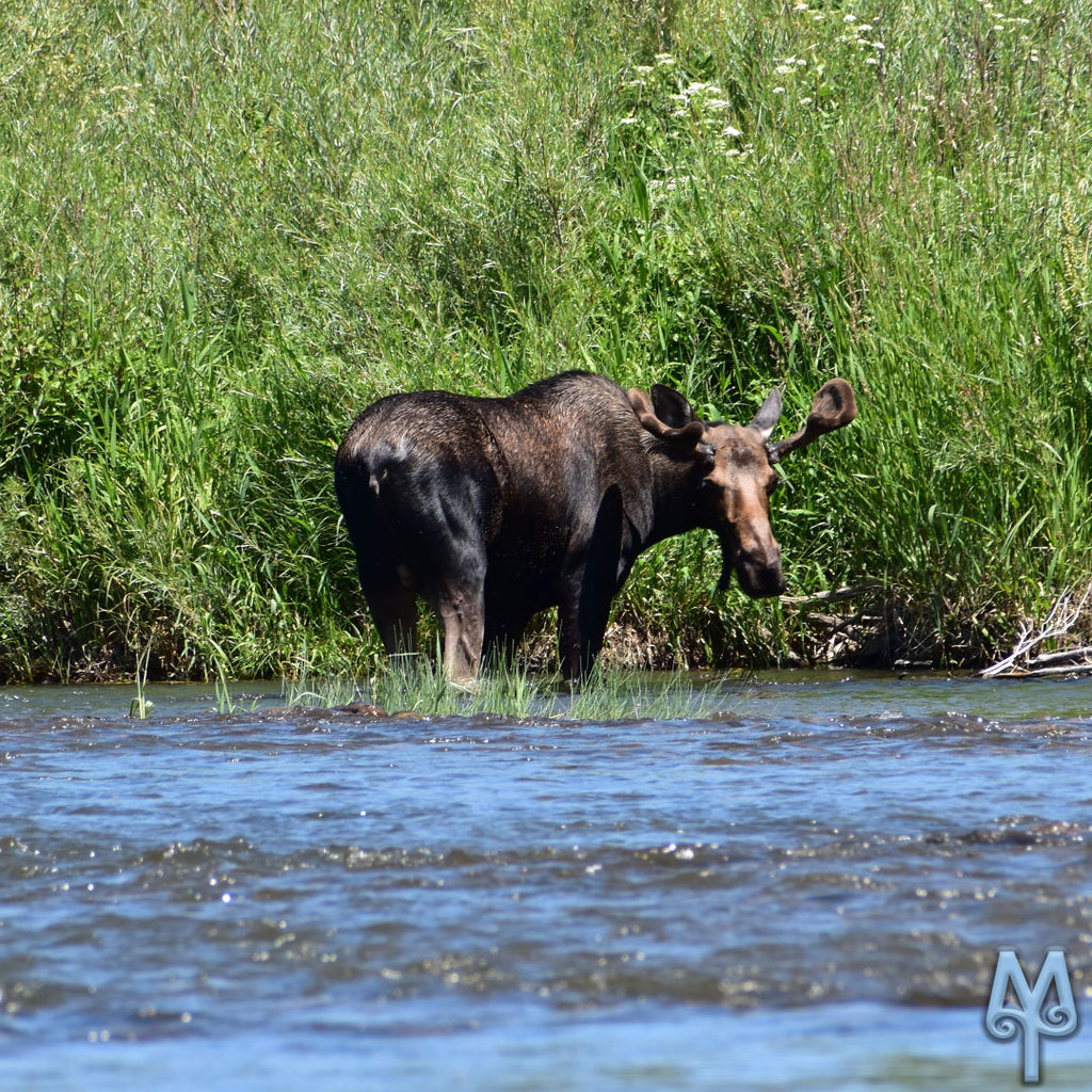 Moose Landing