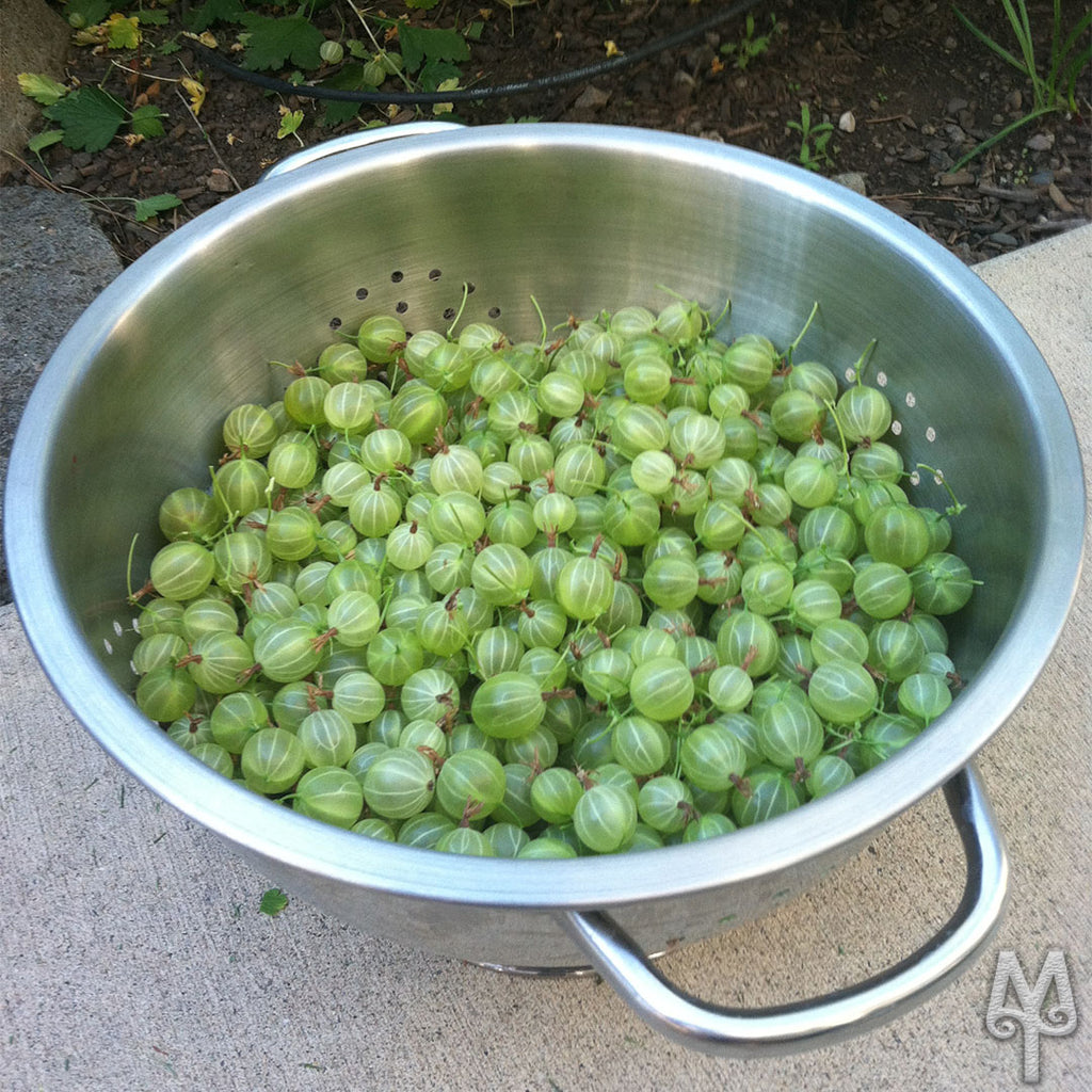 Time To Pick The Berries