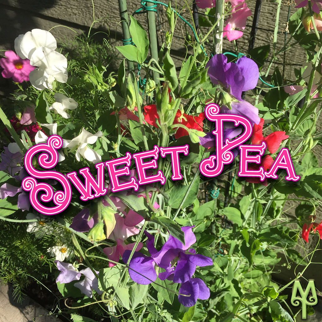 Bozeman Sweet Peas Are Ready