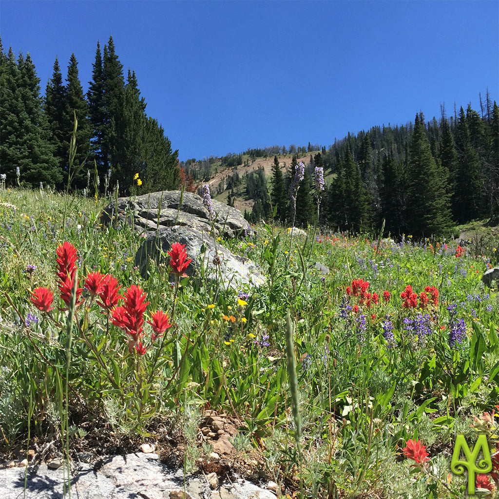 Beehive Basin