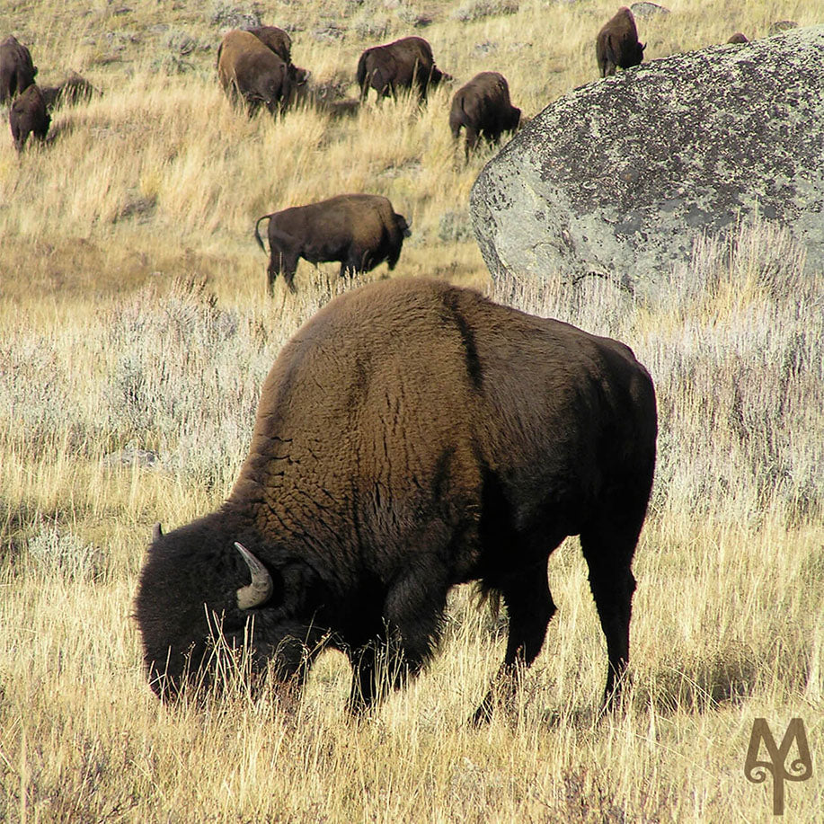 Fall In Yellowstone National Park