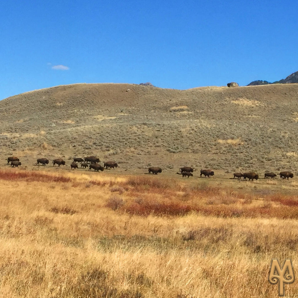 Fall In Yellowstone National Park