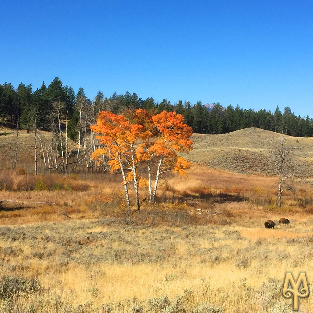 Blacktail Plateau Drive