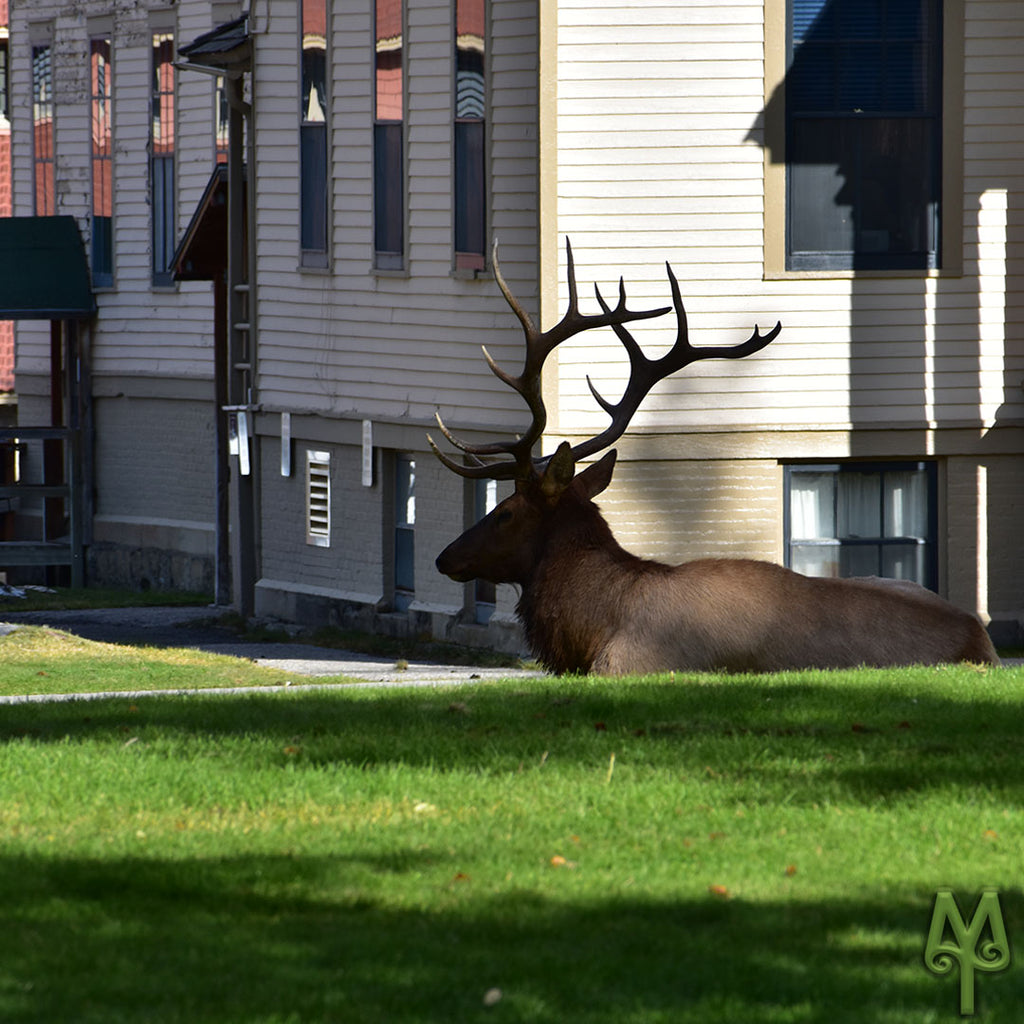 Mammoth Hot Springs Elk Rut