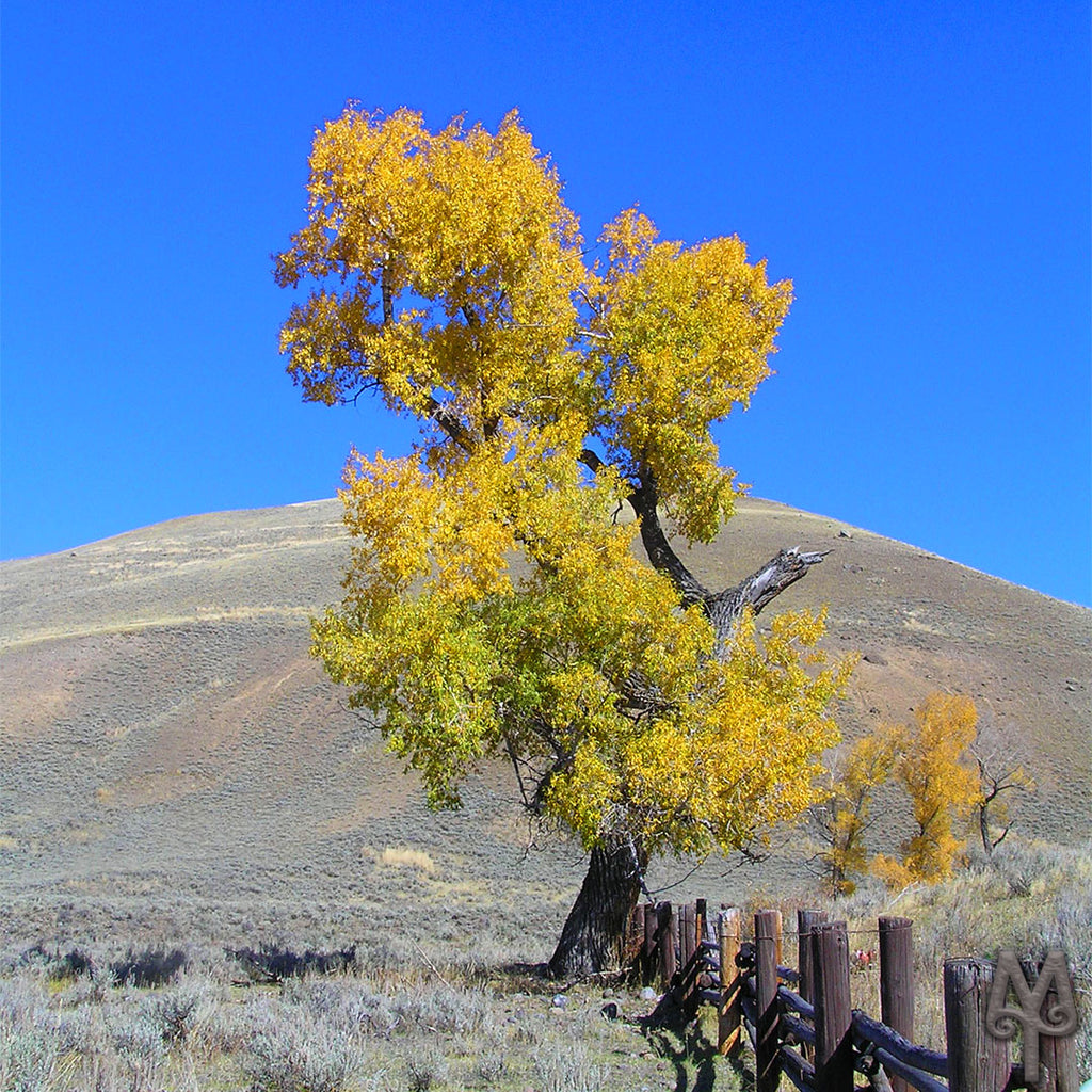 Yellowstone's Fall Window