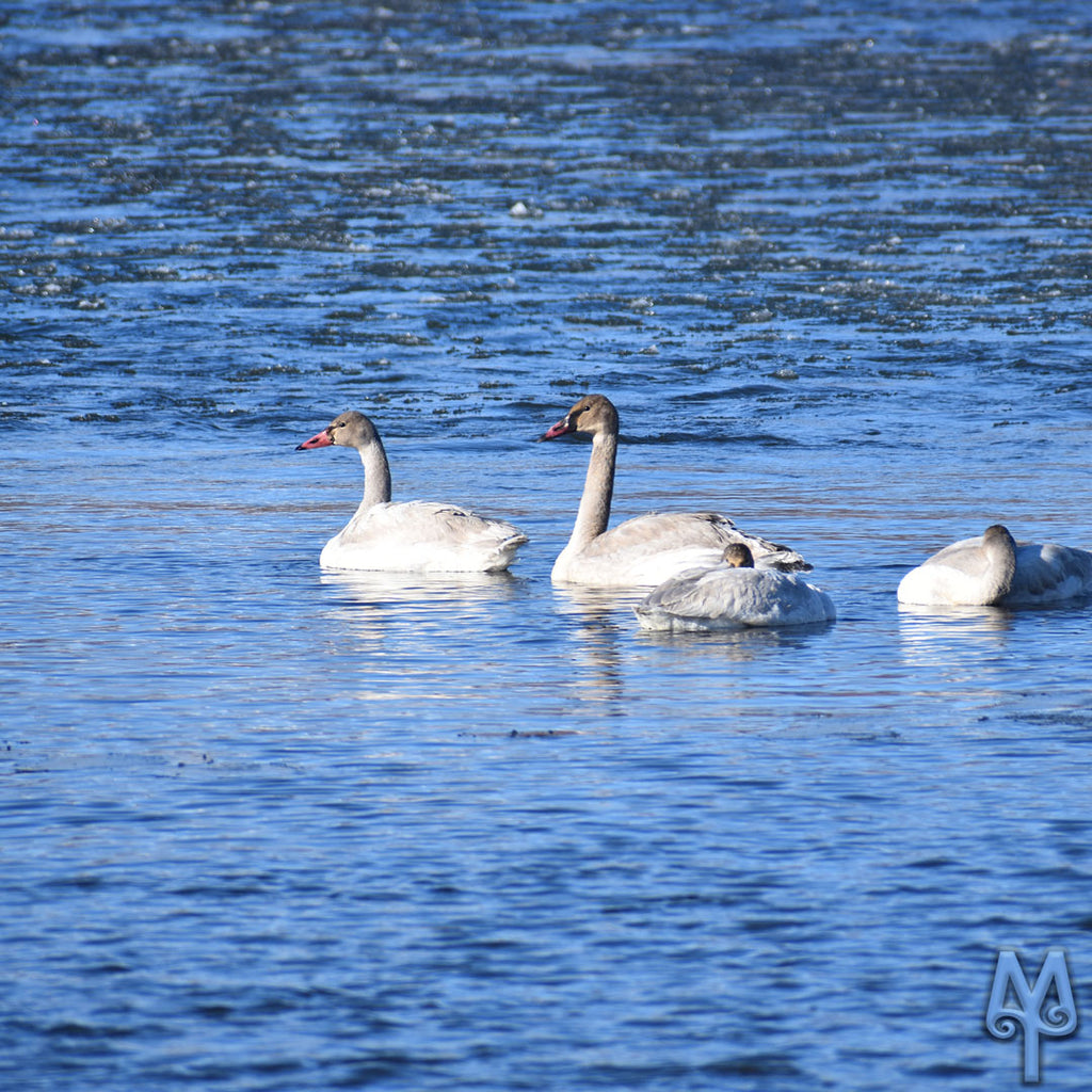 Winter's Swan Song