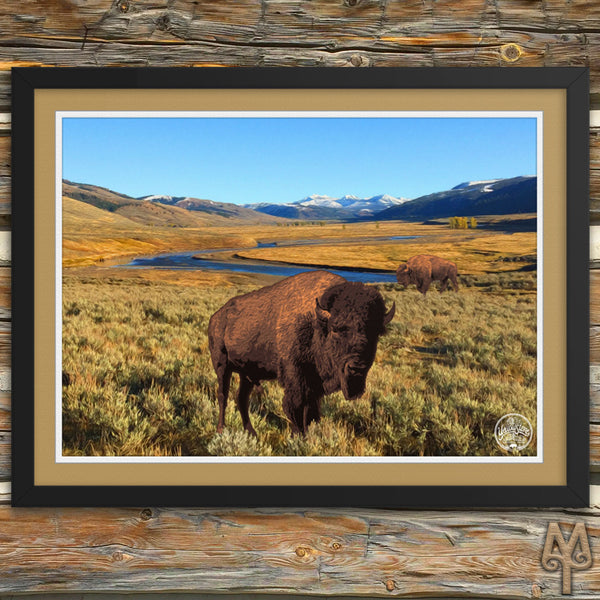 Yellowstone National Park, Bison, framed poster